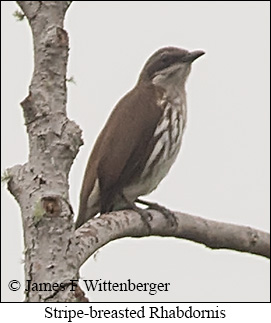 Stripe-breasted Rhabdornis - © James F Wittenberger and Exotic Birding LLC