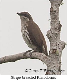 Stripe-breasted Rhabdornis - &copy; James F Wittenberger and Exotic Birding LLC