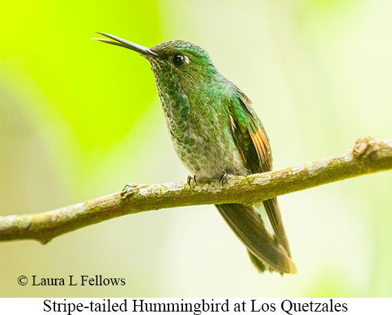Stripe-tailed Hummingbird - © Laura L Fellows and Exotic Birding LLC Stripe-tailed Hummingbird - © Laura L Fellows and Exotic Birding LLC