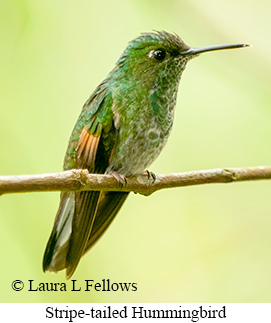Stripe-tailed Hummingbird - © Laura L Fellows and Exotic Birding LLC