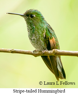 Stripe-tailed Hummingbird - © Laura L Fellows and Exotic Birding LLC
