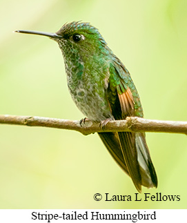 Stripe-tailed Hummingbird - © Laura L Fellows and Exotic Birding LLC Stripe-tailed Hummingbird - © Laura L Fellows and Exotic Birding LLC