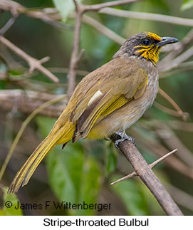 Stripe-throated Bulbul - © James F Wittenberger and Exotic Birding LLC
