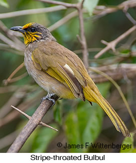 Stripe-throated Bulbul - © James F Wittenberger and Exotic Birding LLC