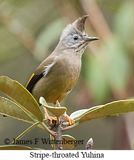 Stripe-throated Yuhina - © James F Wittenberger and Exotic Birding LLC Stripe-throated Yuhina - © James F Wittenberger and Exotic Birding LLC