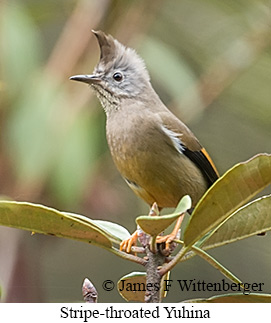 Stripe-throated Yuhina - © James F Wittenberger and Exotic Birding LLC
