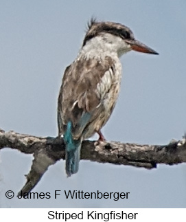 Striped Kingfisher - © James F Wittenberger and Exotic Birding LLC