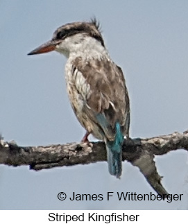 Striped Kingfisher - © James F Wittenberger and Exotic Birding LLC