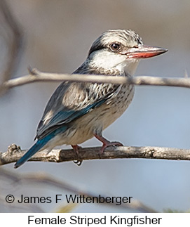 Striped Kingfisher - © James F Wittenberger and Exotic Birding LLC Striped Kingfisher - © James F Wittenberger and Exotic Birding LLC