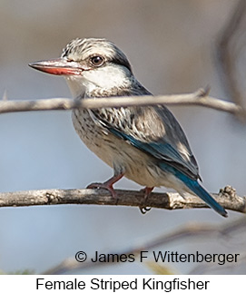 Striped Kingfisher - © James F Wittenberger and Exotic Birding LLC Striped Kingfisher - © James F Wittenberger and Exotic Birding LLC