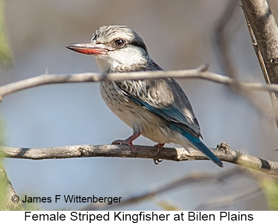 Striped Kingfisher - © James F Wittenberger and Exotic Birding LLC