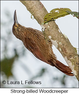Strong-billed Woodcreeper - © Laura L Fellows and Exotic Birding LLC Strong-billed Woodcreeper - © Laura L Fellows and Exotic Birding LLC