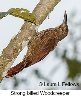 Strong-billed Woodcreeper - © Laura L Fellows and Exotic Birding LLC