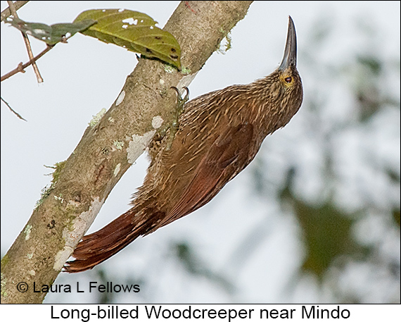 Strong-billed Woodcreeper - © Laura L Fellows and Exotic Birding LLC