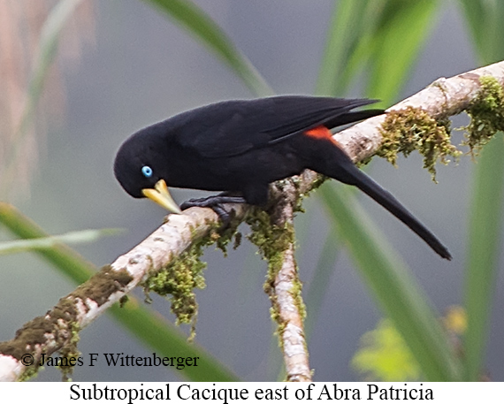 Subtropical Cacique - &copy; James F Wittenberger and Exotic Birding LLC