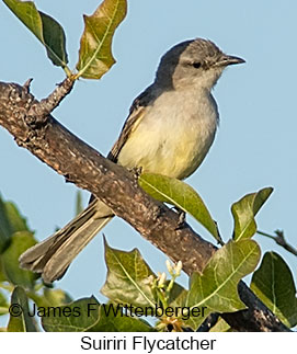 Suiriri Flycatcher - © James F Wittenberger and Exotic Birding LLC Suiriri Flycatcher - © James F Wittenberger and Exotic Birding LLC