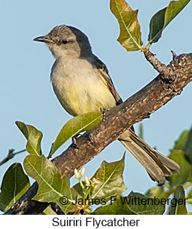 Suiriri Flycatcher - © James F Wittenberger and Exotic Birding LLC