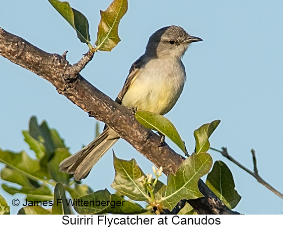 Suiriri Flycatcher - © James F Wittenberger and Exotic Birding LLC