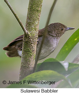 Sulawesi Babbler - © James F Wittenberger and Exotic Birding LLC