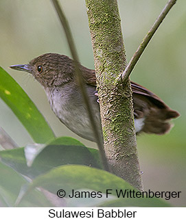 Sulawesi Babbler - © James F Wittenberger and Exotic Birding LLC Sulawesi Babbler - © James F Wittenberger and Exotic Birding LLC