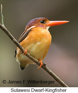 Sulawesi Dwarf-Kingfisher - © James F Wittenberger and Exotic Birding LLC