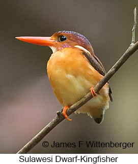 Sulawesi Dwarf-Kingfisher - © James F Wittenberger and Exotic Birding LLC