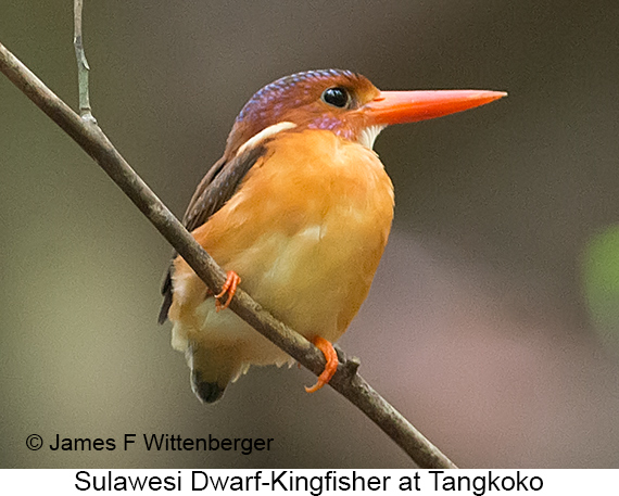 Sulawesi Dwarf-Kingfisher - © James F Wittenberger and Exotic Birding LLC