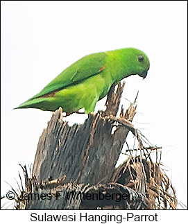 Sulawesi Hanging-Parrot - &copy; James F Wittenberger and Exotic Birding LLC