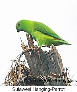 Sulawesi Hanging-Parrot - © James F Wittenberger and Exotic Birding LLC