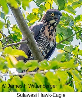 Sulawesi Hawk-Eagle - © James F Wittenberger and Exotic Birding LLC Sulawesi Hawk-Eagle - © James F Wittenberger and Exotic Birding LLC