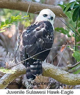Sulawesi Hawk-Eagle - &copy; James F Wittenberger and Exotic Birding LLC