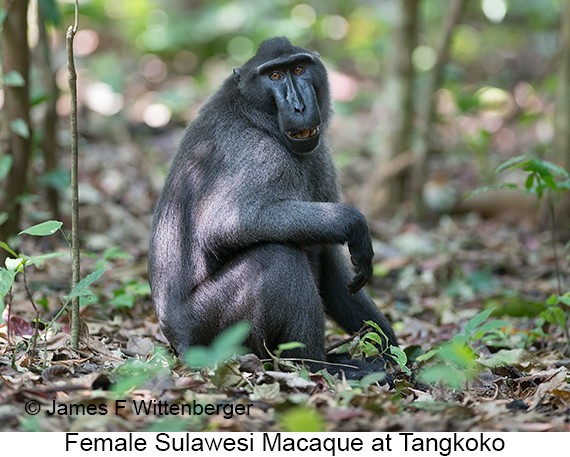 Sulawesi-macaque Female - © James F Wittenberger and Exotic Birding LLC