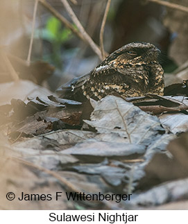 Sulawesi Nightjar - © James F Wittenberger and Exotic Birding LLC