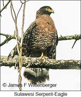 Sulawesi Serpent-Eagle - &copy; James F Wittenberger and Exotic Birding LLC