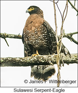 Sulawesi Serpent-Eagle - © James F Wittenberger and Exotic Birding LLC