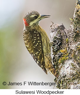 Sulawesi Woodpecker - © James F Wittenberger and Exotic Birding LLC Sulawesi Woodpecker - © James F Wittenberger and Exotic Birding LLC