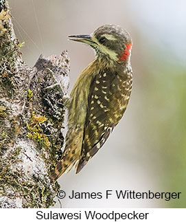 Sulawesi Woodpecker - © James F Wittenberger and Exotic Birding LLC