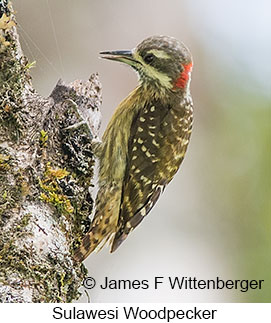 Sulawesi Woodpecker - © James F Wittenberger and Exotic Birding LLC Sulawesi Woodpecker - © James F Wittenberger and Exotic Birding LLC