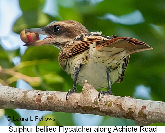 Sulphur-bellied Flycatcher - © The Photographer and Exotic Birding LLC