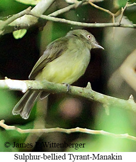 Sulphur-bellied Tyrant-Manakin - &copy; James F Wittenberger and Exotic Birding LLC