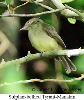 Sulphur-bellied Tyrant-Manakin - &copy; James F Wittenberger and Exotic Birding LLC