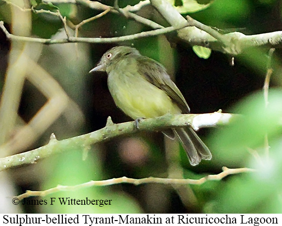 Sulphur-bellied Tyrant-Manakin - &copy; James F Wittenberger and Exotic Birding LLC