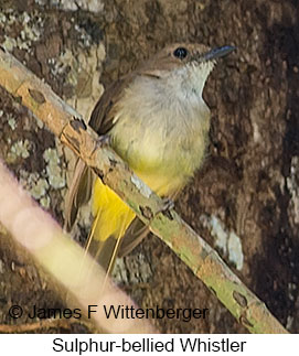 Sulphur-bellied Whistler - &copy; James F Wittenberger and Exotic Birding LLC