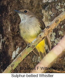Sulphur-bellied Whistler - © James F Wittenberger and Exotic Birding LLC Sulphur-bellied Whistler - © James F Wittenberger and Exotic Birding LLC