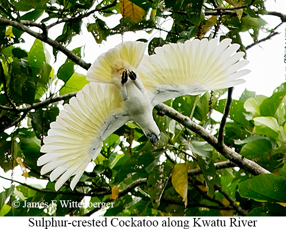 Sulphur-crested Cockatoo - © James F Wittenberger and Exotic Birding LLC