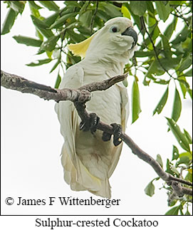 Sulphur-crested Cockatoo - © James F Wittenberger and Exotic Birding LLC Sulphur-crested Cockatoo - © James F Wittenberger and Exotic Birding LLC