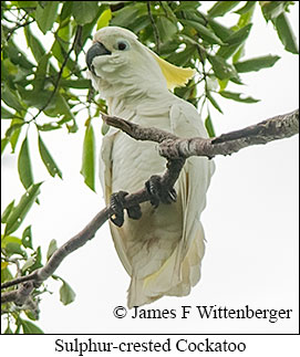 Sulphur-crested Cockatoo - © James F Wittenberger and Exotic Birding LLC