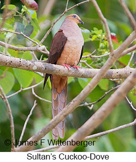 Sultan's Cuckoo-Dove - &copy; James F Wittenberger and Exotic Birding LLC