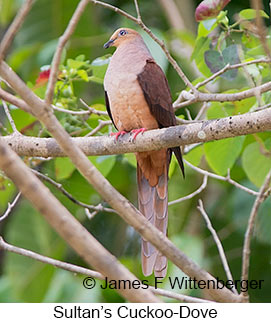Sultan's Cuckoo-Dove - © James F Wittenberger and Exotic Birding LLC