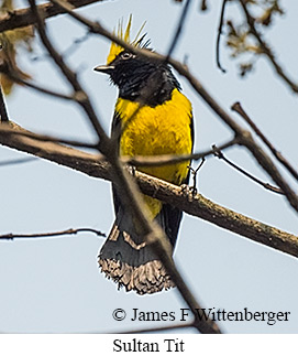 Sultan Tit - © James F Wittenberger and Exotic Birding LLC